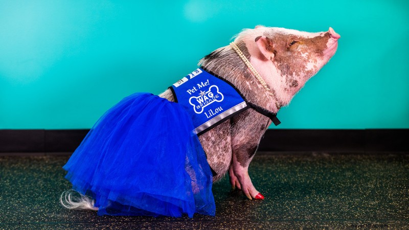 Rencontrez LiLou, L adorable cochon thérapeutique de l aéroport de San Francisco 